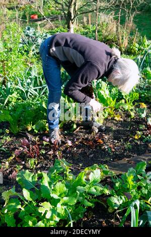 Frau mit Korb graben bis Rote Beete Kommissionierung grünen Salat Blätter & hausgemachten Gemüse Lauch Petersilie Gemüsegarten Wales Großbritannien KATHY DEWITT Stockfoto