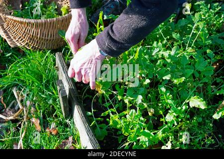 Nahaufnahme Hände und Korb Frau Kommissionierung grünen Salat Blätter Schneiden Rakete aus dem Land Garten Bio homegrown Gemüse Patch Wales UK KATHY DEWITT Stockfoto