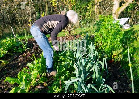 Frau sammeln Ernte Kommissionierung grünen Salat Blätter und Gemüse aus Country Garden Bio hausgewachsener Gemüsegarten Wales UK KATHY DEWITT Stockfoto