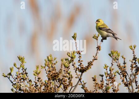 American Goldfinch (Spinus tristis) auf einer Pflanze, Long Island, New York Stockfoto