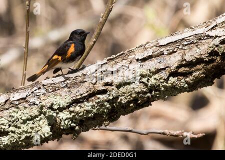 American Redstart (Setophaga ruticilla) auf einer Zweigstelle, Long Island, New York Stockfoto