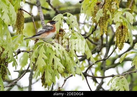 In einer White Oak Tree, Long Island New York, thronender Waldsänger (Setophaga castanea) Stockfoto