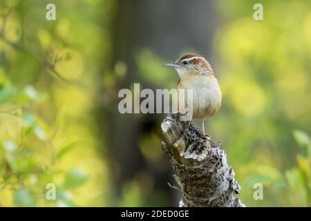 Carolina Wren (Thryothorus ludovicianus) thront auf einem Baumstumpf, Long Island New York Stockfoto