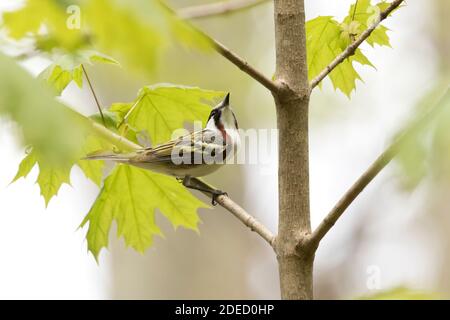 Kastanienwaldsänger (Setophaga pensylvanica) in einem Ahornbaum, Long Island New York Stockfoto