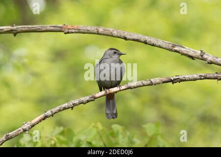 Grauer Catbird (Dumetella carolinensis) auf einem Zweig, Long Island New York Stockfoto