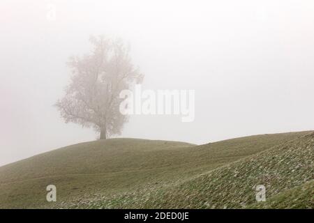Einsamer Baum im Nebel auf dem Hügel. Neblige Landschaft mit Baumsilhouette. Gefrorenes, kaltes Wetter. Stockfoto