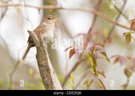 House Wren (Troglodytes aedon) singt, Long Island New York Stockfoto