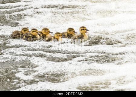 Mallard-Entchen (Anas platyrhynchos) in sprudelndem Wasser, getrennt von ihrer Mutter, Long Island New York Stockfoto