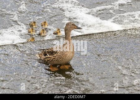 Mallard (Anas platyrhynchos) duckelt in sprudelndem Wasser, getrennt von ihrer Mutter, Long Island New York Stockfoto