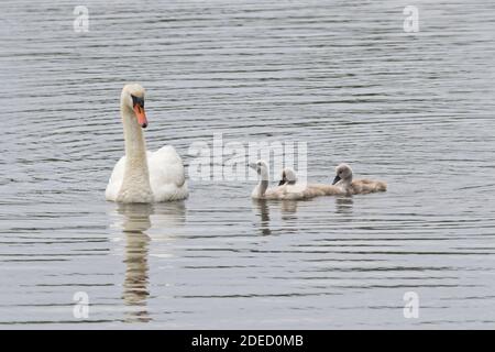 Muter Schwan mit Cygnets (Cygnus olor), Long Island New York Stockfoto