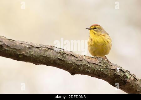 Palmsackläufer (Setophaga palmarum) auf einem Zweig, Long Island, New York, thront Stockfoto