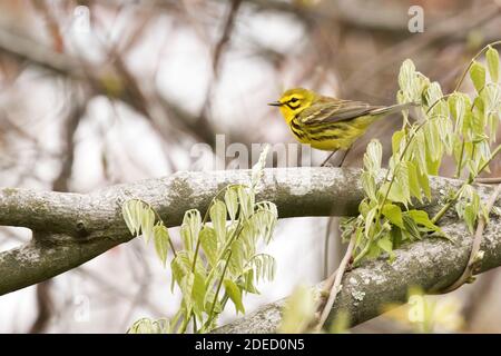 Der Waldsänger (Setophaga discolor) thront auf einem Zweig, Long Island, New York Stockfoto