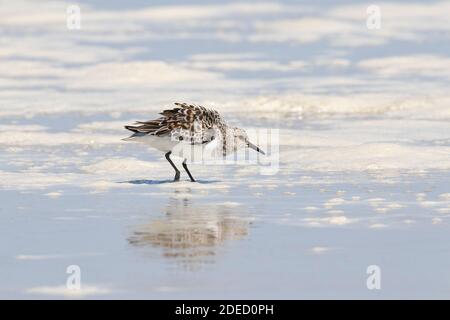 Sanderling (Calidris alba) zeigt an einem Strand, Long Island, New York Stockfoto