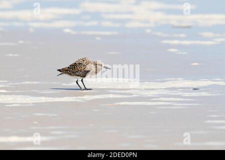 Sanderling (Calidris alba) zeigt an einem Strand, Long Island, New York Stockfoto