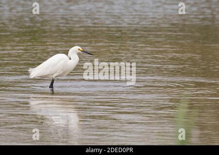 Verschneite Reiher (Egretta thula) auf der Nahrungssuche in einem Teich, Long Island, New York Stockfoto