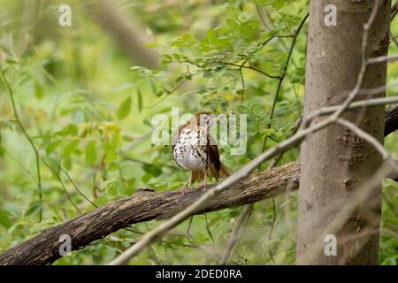 Wood Thrush (Hylocichla mustelina) auf einem Zweig, Long Island, New York Stockfoto