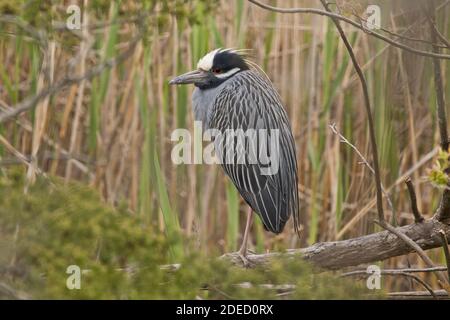 Gelber Nachtreiher (Nyctanassa violacea) auf einem Zweig, Long Island, New York, thront Stockfoto