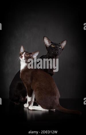 Zwei orientalische Rasse Katzen Freunde der schwarzen und braunen Farbe Sitzen dicht beieinander vor schwarzem Hintergrund und schauen nach oben Stockfoto