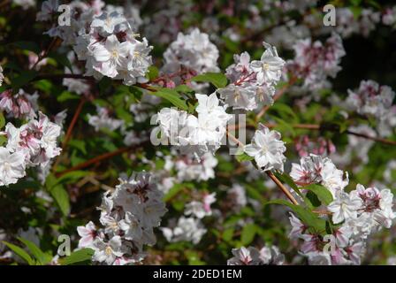 Deutzia x rosea, Yuki Cherry Blossom mit zweifarbigen Blüten, innen weiß und außen rosa Stockfoto