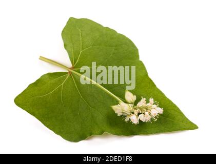 Buchweizen-Blumen isoliert auf weißem Hintergrund Stockfoto