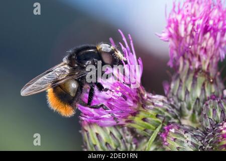 Hummel imitiert eine Schwebfliege (Volucella bombylans), Männchen auf einer Distelblüte, Seitenansicht, Deutschland Stockfoto