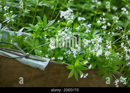 Süßer Waldmeister (Galium odoratum), Ernte mit einer Schere, Deutschland Stockfoto