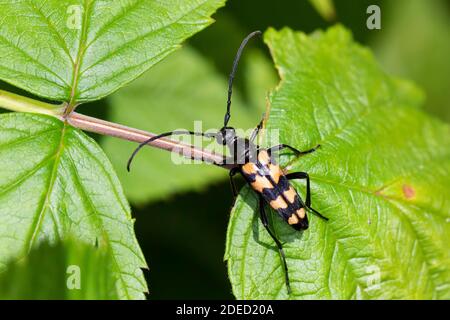 Vierbändiger Langhornkäfer (Strangalia quadrifasciata, Leptura quadrifasciata), auf einem Blatt sitzend, dorsale Ansicht, Deutschland Stockfoto