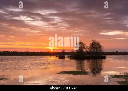 Mire Goldenstedter Moor bei Sonnenaufgang, Diepholz Moor Depression, Deutschland, Niedersachsen, Oldenburger Münsterland, Goldenstedt Stockfoto