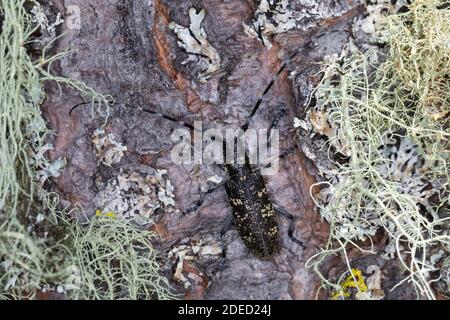 Kleiner weißer Marmorkäfer, kleiner weißmarmorierter Langhornkäfer (Monochamus sutor), Männchen sitzend an der Rinde, Rückenansicht, Deutschland Stockfoto