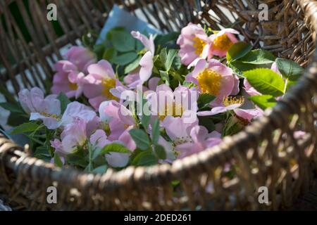 Hunderose (Rosa canina), Rosenblüten werden gesammelt, Deutschland Stockfoto