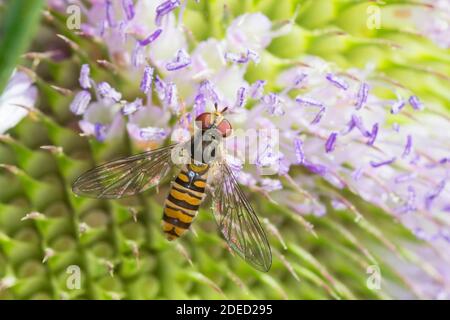 Marmelade Schwebfliege (Episyrphus balteatus), weiblich durch die Blüte Besuch bei wilden Teel, Deutschland Stockfoto