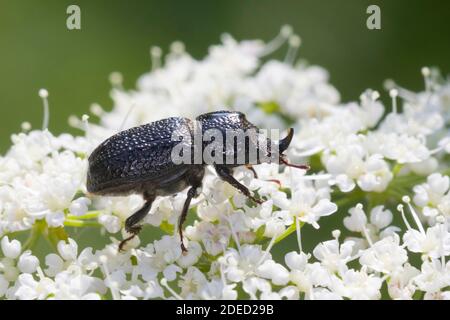 nashornkäfer, kleiner europäischer Nashornkäfer (Sinodendron cylindricum), Männchen bei Blütenbesuch auf einer Blütendolde, Seitenansicht, Deutschland Stockfoto