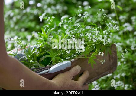 Süßer Waldmeister (Galium odoratum), Ernte mit einer Schere, Deutschland Stockfoto