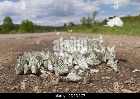 Schwarzaderweiß (Aporia crataegi), große Anzahl von Schwarzaderweiß, das Mineralien aus einer Pfütze saugt, Kasachstan Stockfoto