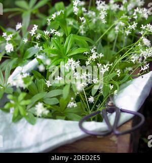 Süßer Waldmeister (Galium odoratum), Ernte mit einer Schere, Deutschland Stockfoto