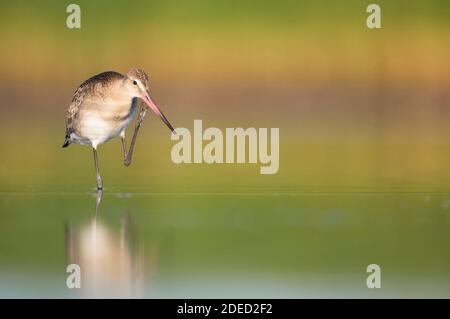 Schwarzschwanzgodwit (Limosa limosa, Limosa limosa limosa), Jugendliche Präung im Wasser, Deutschland Stockfoto