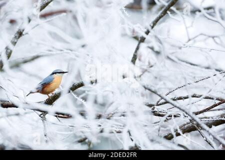 Westeurasischer Nuthatch (Sitta europaea caesia, Sitta caesia), auf einem schneebedeckten Ast sitzend, Seitenansicht, Deutschland Stockfoto