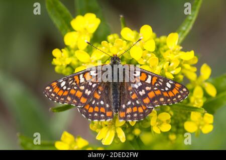 Seltene Fritillary (Euphydryas maturna staudingeri, Hypodryas maturna staudingeri), ruht auf einer gelben Blume Dolde, dorsale Ansicht, Kasachstan Stockfoto