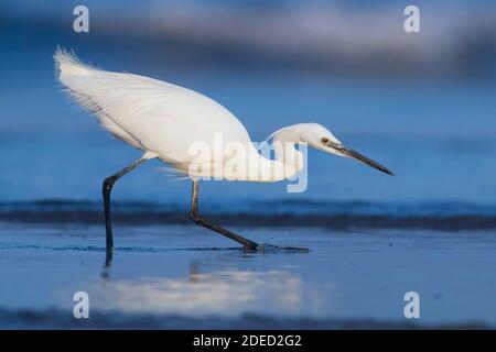 Kleiner Reiher (Egretta garzetta), erwachsener Fischfang am Ufer, Italien, Kampanien Stockfoto