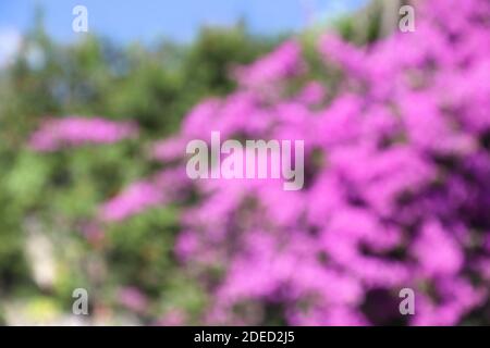 Verschwommener unschärferer Naturhintergrund. Bougainvillea lila Blüten in Kroatien. Stockfoto