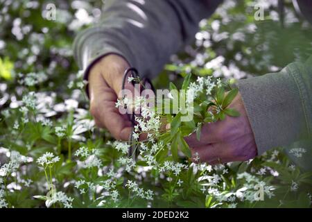 Süßer Waldmeister (Galium odoratum), Ernte mit einer Schere, Deutschland Stockfoto