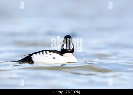 Gewöhnliches Goldeneye, Goldeneye Duckling (Bucephala clangula), erwachsener männlicher Erwachsener, der direkt zur Kamera schaut, Deutschland Stockfoto