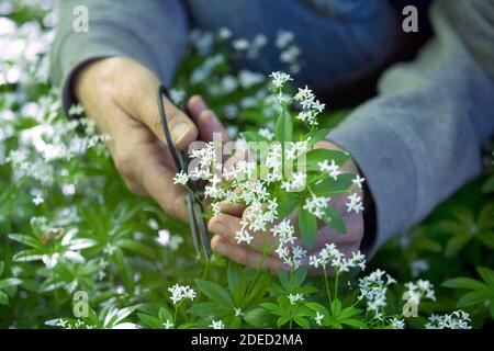 Süßer Waldmeister (Galium odoratum), Ernte mit einer Schere, Deutschland Stockfoto