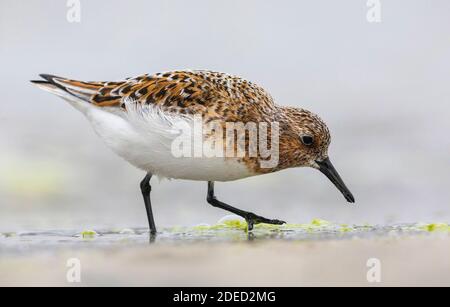 sanderling (Calidris alba), am Strand auf Nahrungssuche, Norwegen, Finnmark Stockfoto