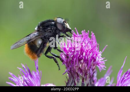 Hummel imitiert eine Schwebfliege (Volucella bombylans), Männchen auf einer Distelblüte, Seitenansicht, Deutschland Stockfoto