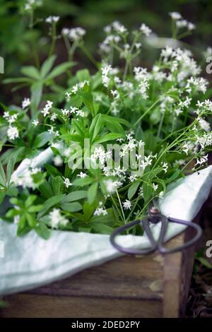 Süßer Waldmeister (Galium odoratum), Ernte mit einer Schere, Deutschland Stockfoto