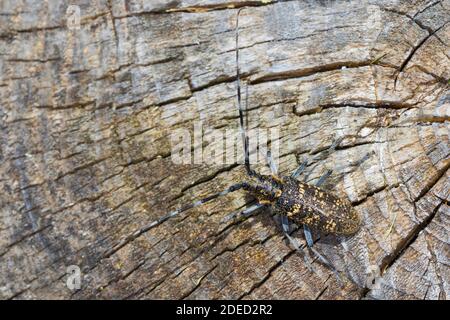 Kleiner weißer Marmorkäfer, kleiner weißmarmorierter Langhornkäfer (Monochamus sutor), Männchen am Holz, Rückenansicht, Deutschland Stockfoto