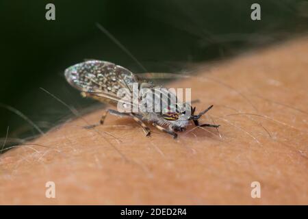 Gemeine Pferdefliege, Pferdefliege, Kerbhörner-Cleg-Fliege, Cleg-Fliege, Cleg (Haematopota pluvialis), weibliches Stechen im menschlichen Arm, Deutschland Stockfoto