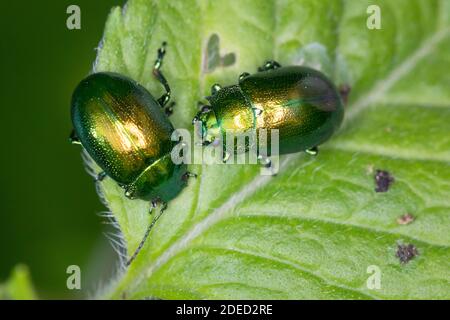 Minzenkäfer, grüner Minzenkäfer (Chrysolina herbacea, Chrysolina menthastri, Chrysomela herbacea), zwei grüne Minzkäfer, die an Wasser Minze fressen, Stockfoto