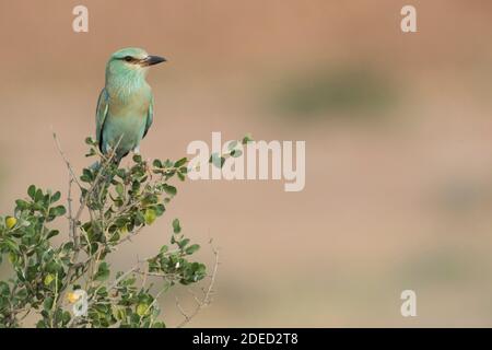 Europäische Walze (Coracias garrulus semenowi, Coracias semenowi), auf dem Strauch, Tadschikistan Stockfoto